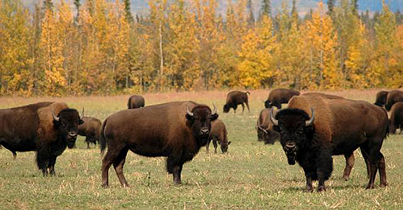 Livestock sold at Ritchie Bros. auction. Livestock sold at Ritchie Bros. auction.